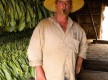 Cuba Tabakplantage